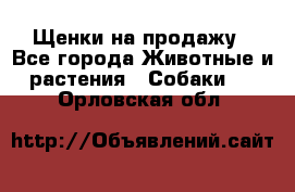 Щенки на продажу - Все города Животные и растения » Собаки   . Орловская обл.